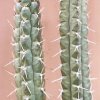 Rauhocereus_riosaniensis_1